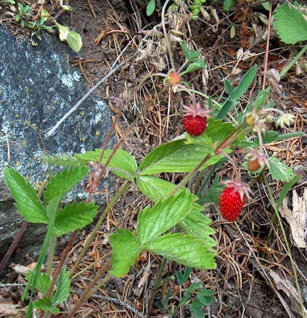  Image name: fragola di bosco2.jpg 
 width: 600 pixel 
 height: 621 pixel 
 Size: 78008 bytes 
 Click to enlarge 